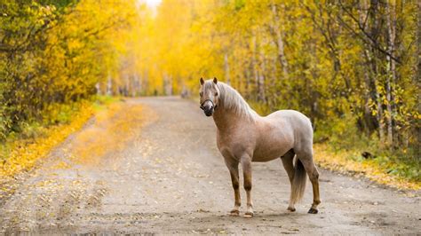 🔥 [40+] Autumn Horse Pictures Wallpapers | WallpaperSafari