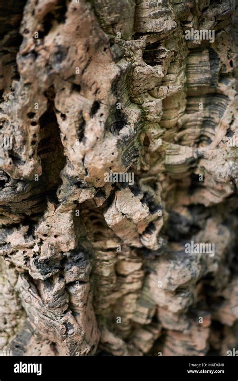 Cork oak bark Stock Photo - Alamy