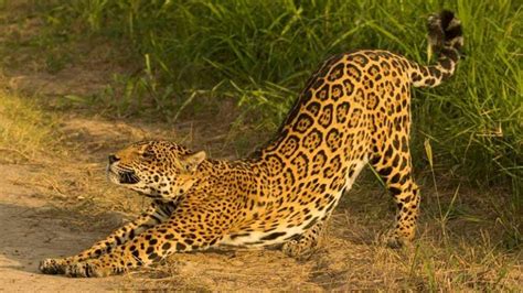 Conserving Big Cats: Communities protecting the majestic jaguars in Bolivia | GEF