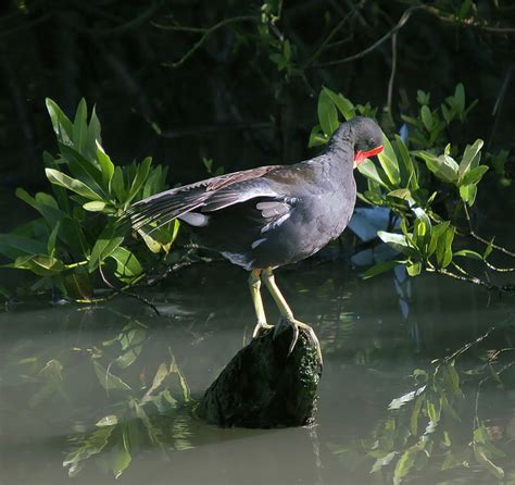 Puerto Rico Wildlife: Alfredo Colón | Common Moorhen, Gallareta Común