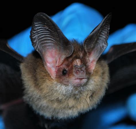 The Macrofacts on Microbats - Inspiring Tasmania