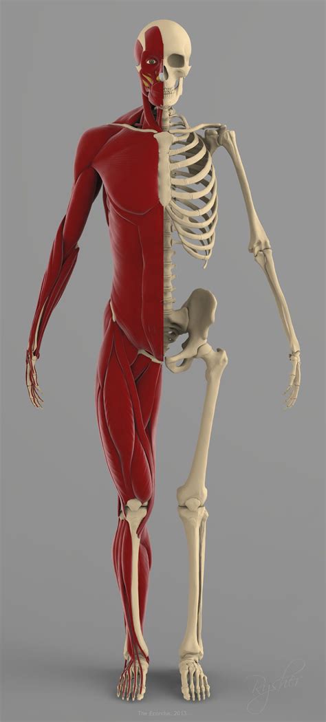 Precise Human Skeleton Muscles 3d Model | Human skeleton anatomy, Skeleton muscles, Skeleton anatomy