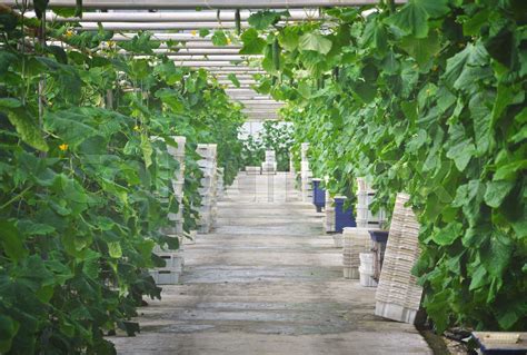 cucumbers in greenhouses | Stock image | Colourbox