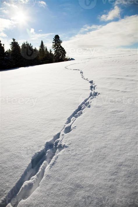 Coyote Tracks in the snow 4300334 Stock Photo at Vecteezy