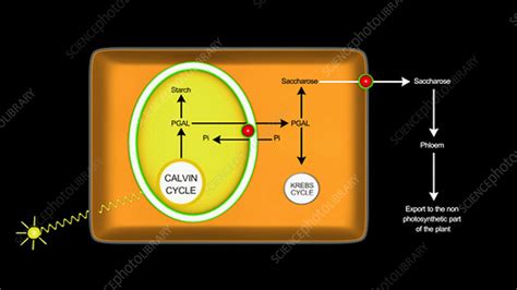 Sucrose synthesis in plant cell - Stock Video Clip - K004/2016 - Science Photo Library