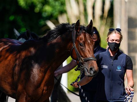 Thousands of racehorses killed in slaughterhouses, investigation finds | The Independent