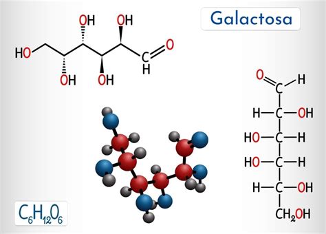 Galactosa: estructura, funciones, metabolismo, patologías