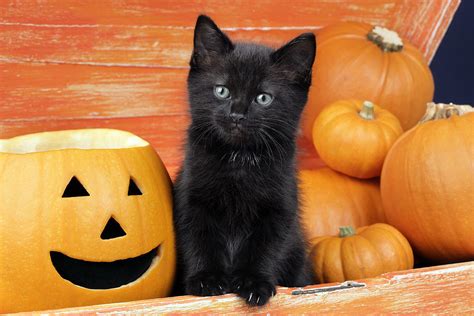 Kitten With Halloween Pumpkins Photograph by MGL Meiklejohn Graphics ...