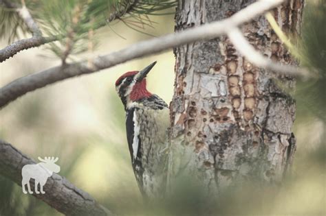 Sapsucker Vs Woodpecker: How To Tell The Difference — Forest Wildlife