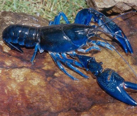 Blue Lobster, The Rare Crustacean That's One In 2 Million