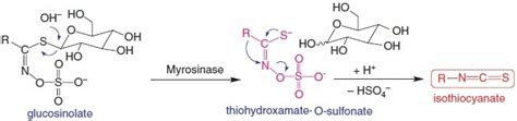 Enzyme myrosinase present in plant tissues or intestinal flora... | Download Scientific Diagram