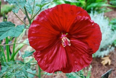 Hardy Hibiscus Seeds CHERRY BRANDY Winter Hardy Perennial