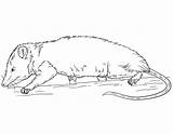 Opossum Hanging Coloring Page sketch template
