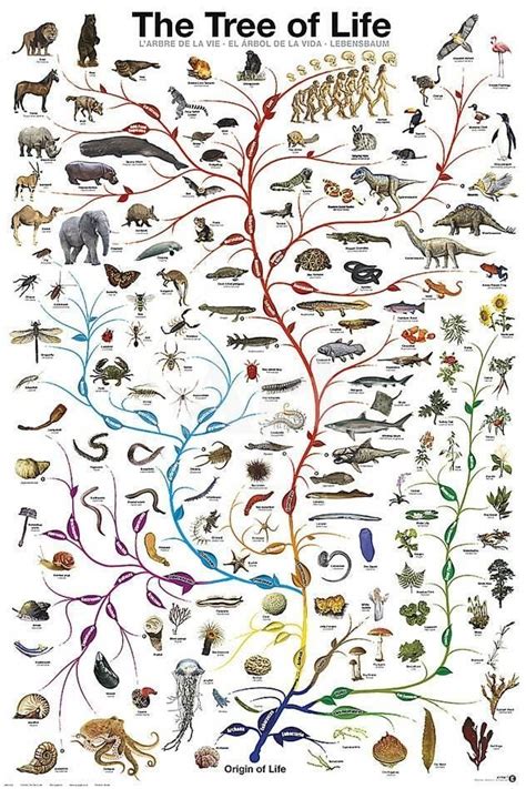 Is Your Vision of the Evolutionary Tree Stuck in the 19th Century? | by Nina Vinot ...