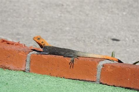 Another invasive lizard species has landed in Florida: The red-headed butterfly eating, agama ...