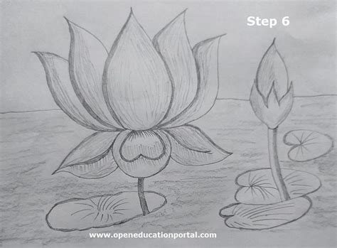 How To Draw Lotus Flower | Simple Step-By-Step Guide With Images