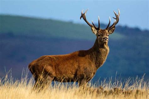 Exmoor Wildlife Safaris | The Perfect Way to Explore Exmoor | UK