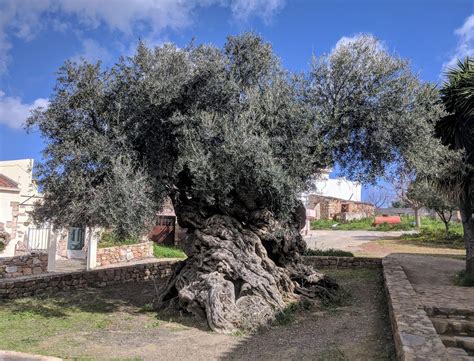 One of the oldest olive tree in the world - 4000 years old : r/interestingasfuck