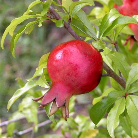 Dwarf Pomegranate Tree | Plant Addicts