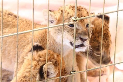 Lion Habitat Ranch: The Best Las Vegas Attraction You've Never Been To | Vital Vegas Blog