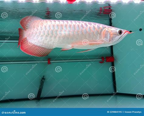 Ikan arwana super red stock image. Image of mammal, seafood - 229884195