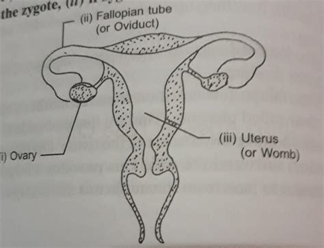 Female Reproductive System Diagram Images - Reproductive Female Diagram System Anterior Blank ...