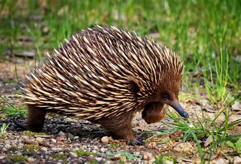 Echidna - Facts, Size, Diet, Pictures - All Animal Facts