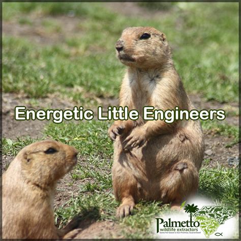 Gophers are know for building complex underground tunnel systems by ...