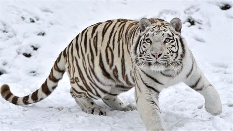 Tiger Albino 1 Wallpaper,HD Animals Wallpapers,4k Wallpapers,Images,Backgrounds,Photos and Pictures
