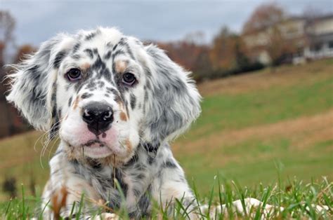 English Setter Puppies For Sale - All You Need Infos