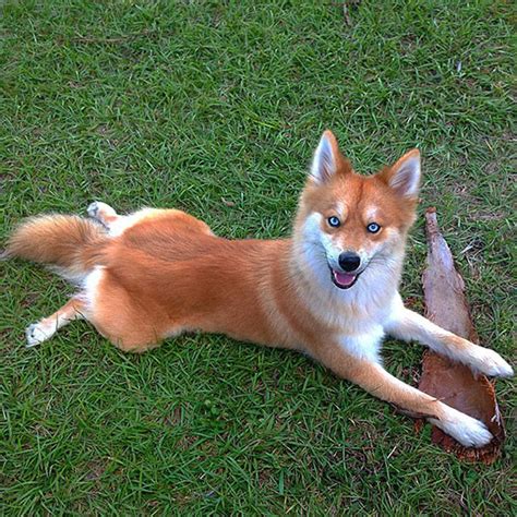 Meet Mya - The Dog Who Looks Exactly Like A Fox