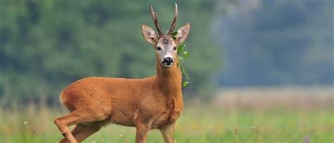 Wildlife in Netherlands - Types of Dutch Animals - A-Z Animals