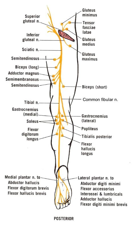 nerves of the leg and hip - ModernHeal.com