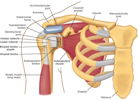 Shoulder Anatomy | Mr Peter Moran (MBBS FRACS, FAOrthA)