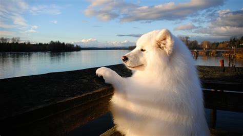 Samoyed Puppies Desktop Wallpapers - Wallpaper Cave