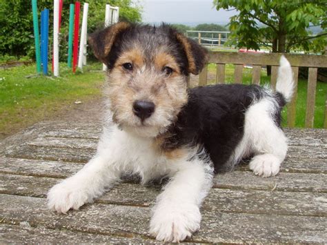 Adorable Wire Haired Fox Terrier Puppy Chien Fox Terrier, Fox Terrier Puppy, Wirehaired Fox ...