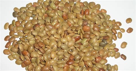 Simple Ayurvedic health tips: Horse gram soup for losing weight