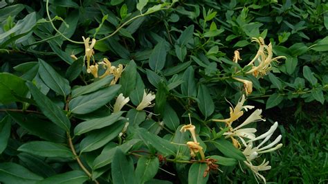 File:Japanese Honeysuckle (Lonicera japonica) 1.jpg - Wikimedia Commons