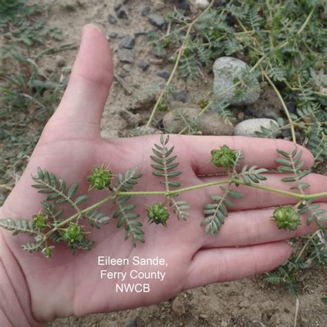 Washington State Noxious Weed Control Board