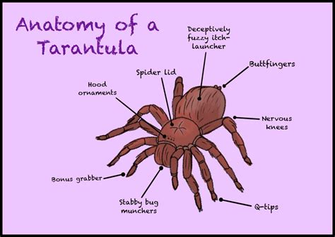 I present to you this very scientific chart of The Anatomy of a ...