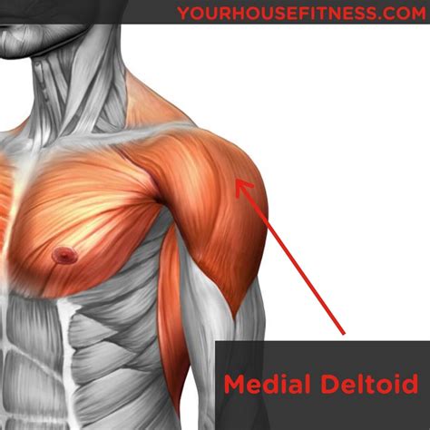 Deltoid Muscle Anatomy