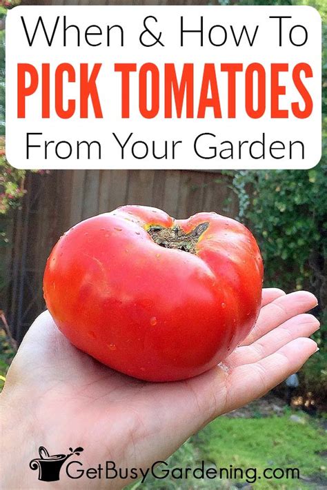 When & How To Pick Tomatoes: Complete Harvesting Guide