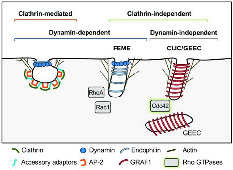 Mechanisms of endocytosis in model systems. Note that these models are ...