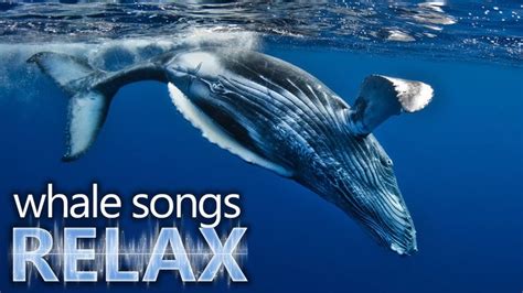 Humpback Whale songs of the ocean deep sleep music relaxation-holistic h... | Deep sleep music ...