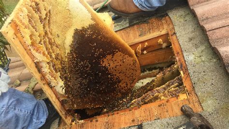 Why You Should Always Hire A Bee Removal Professional | Alpine Farms