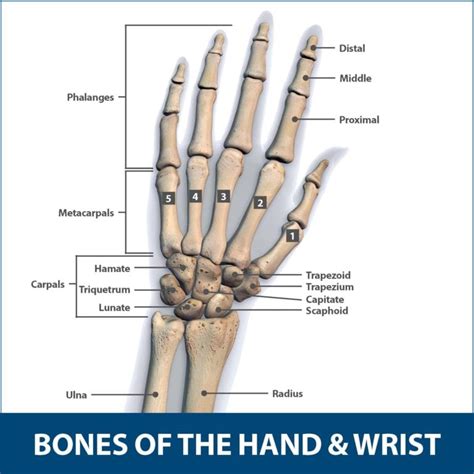 Wrist Fractures Information | Florida Orthopaedic Institute