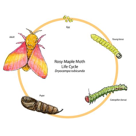 Rosy Maple Moth Life Cycle | Lauren Jenny Art