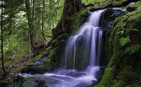 HD wallpaper: Beautiful Forest Waterfall, waterfall and trees, Nature ...