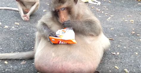 Chonke Monke eating chips : r/fatanimals