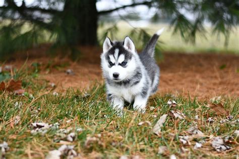 5 Easy Methods of Siberian Husky Puppies Training